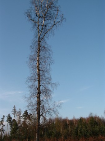 Strom v lesíku -  Havířov2